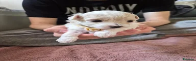 Maltipoo 4