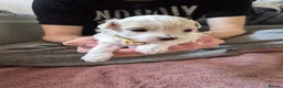 Maltipoo dogs for sale: Premium Isabella & Ivory Mini Maltipoo F2   in Pontefract - Advert 8