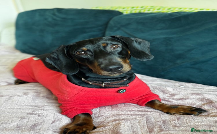 Dachshund dogs - Advert 6