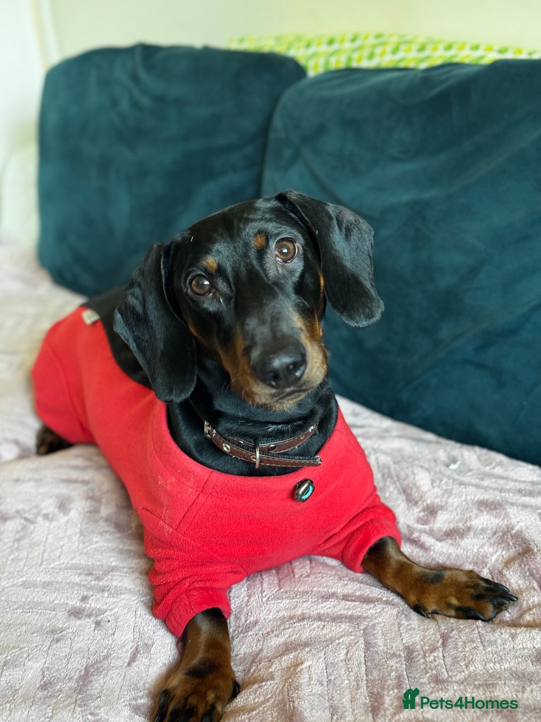 Dachshund dogs for stud: Male Dachshund for Stud - Image 1