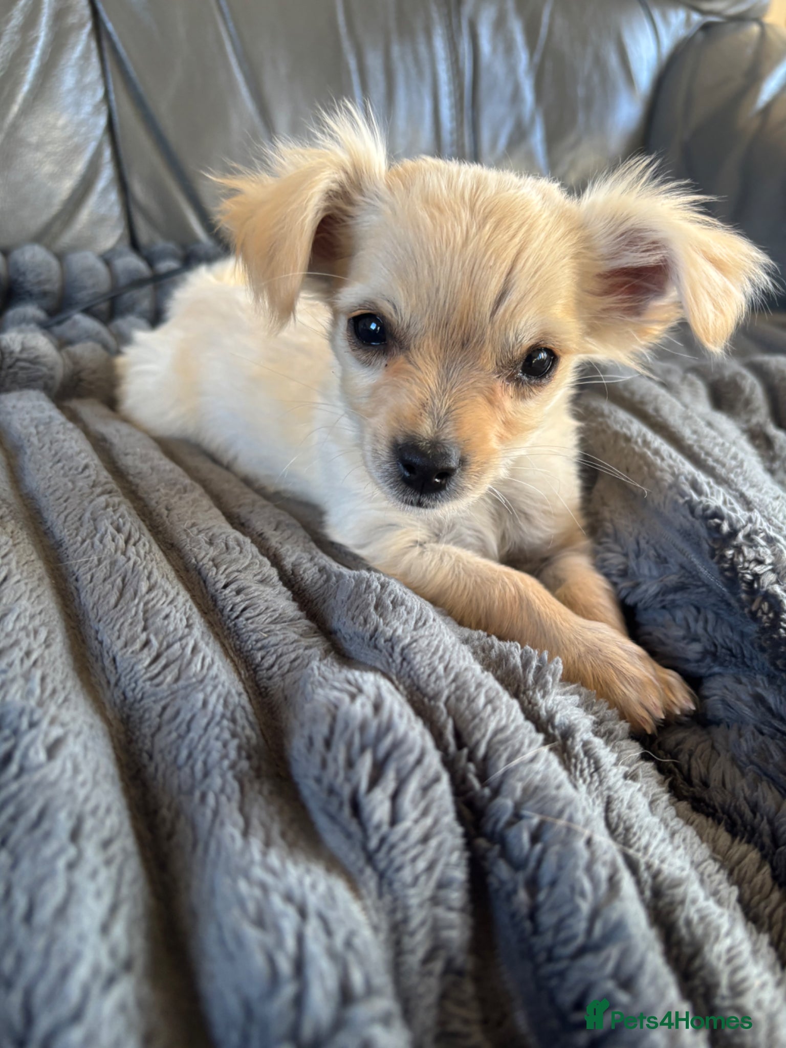 Mixed Breed dogs CHIHUAHUA BOY PUP READY FOR NEW HOME - Advert 5