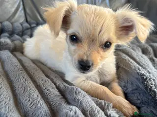 Mixed Breed dogs CHIHUAHUA BOY PUP READY FOR NEW HOME - Advert 15