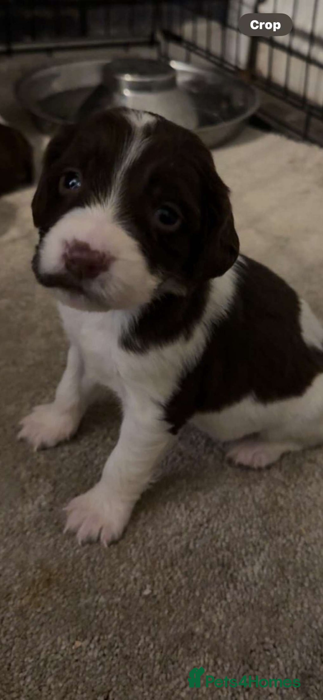 English Springer Spaniel dogs for sale: English springer spaniel puppies - Advert 2
