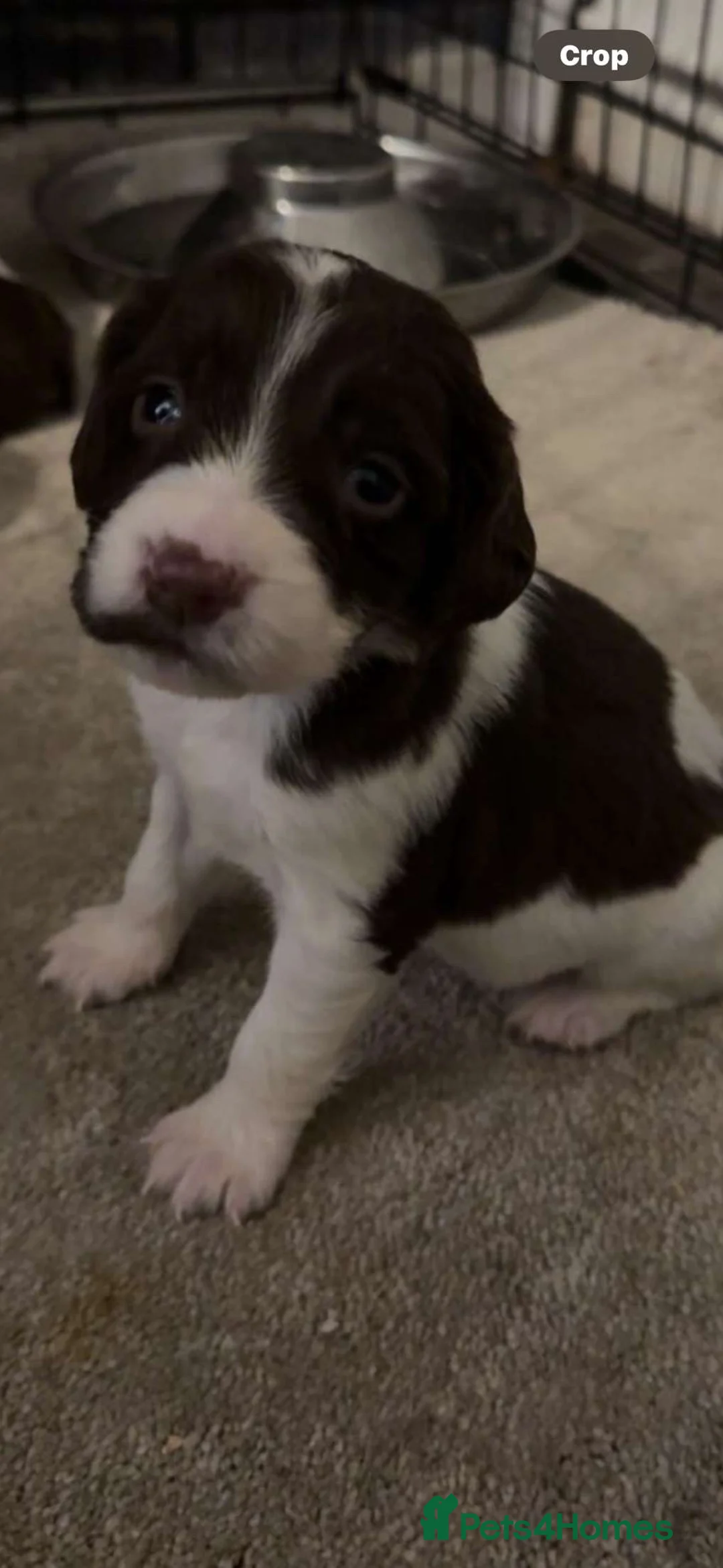 English Springer Spaniel dogs for sale: English springer spaniel puppies - Advert 2