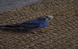 Budgerigars birds for sale: 2 friendly budgies - Advert 7