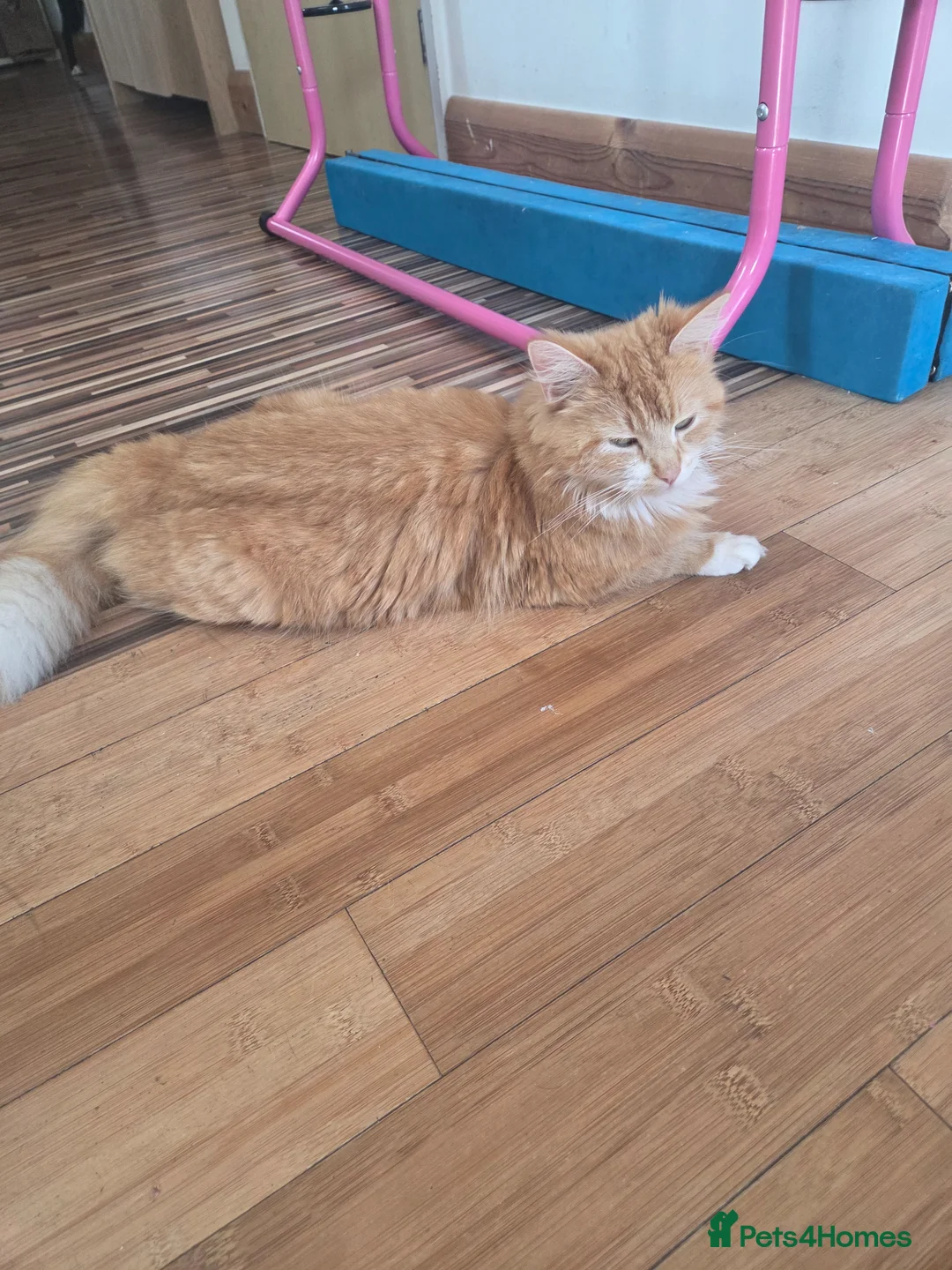 Mixed Breed cats for sale: Ginger boys - Advert 1