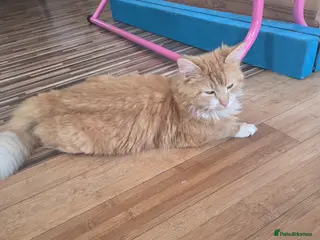 Mixed Breed cats Ginger boys - Advert 3