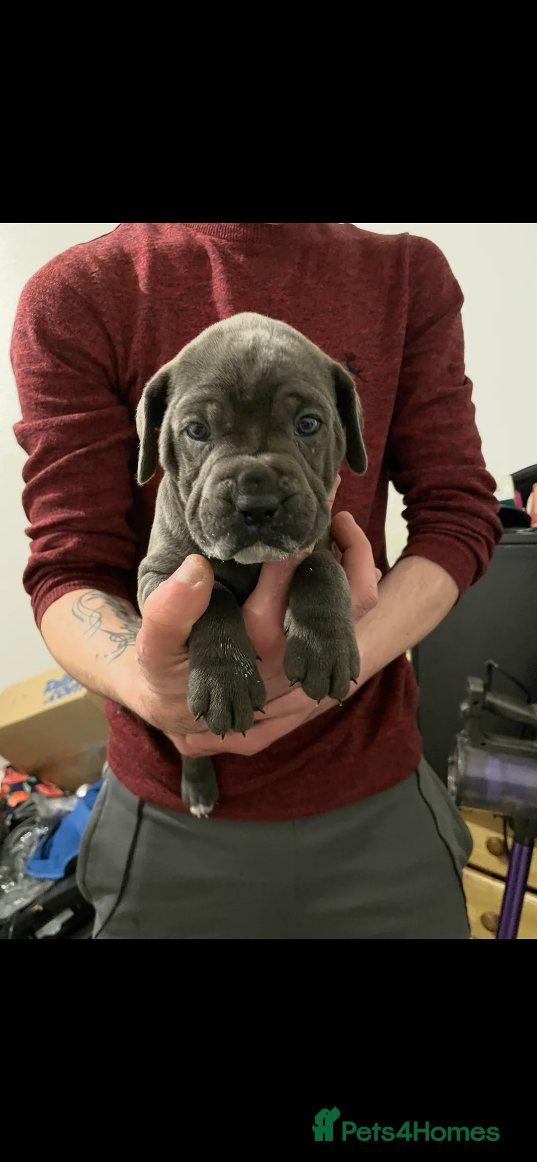 Cane Corso dogs for sale: Stunning Blue Cane Corso (blue) - Advert 8