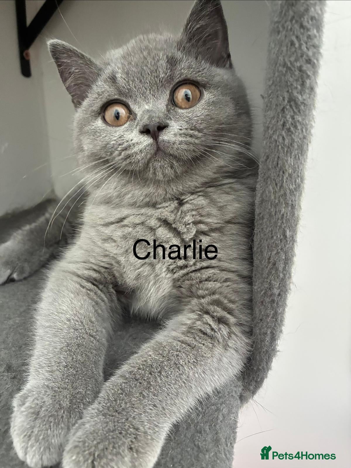 British Shorthair cats 👑🏆GCCF Registered British Shorthair Kittens🏆👑 - Advert 1