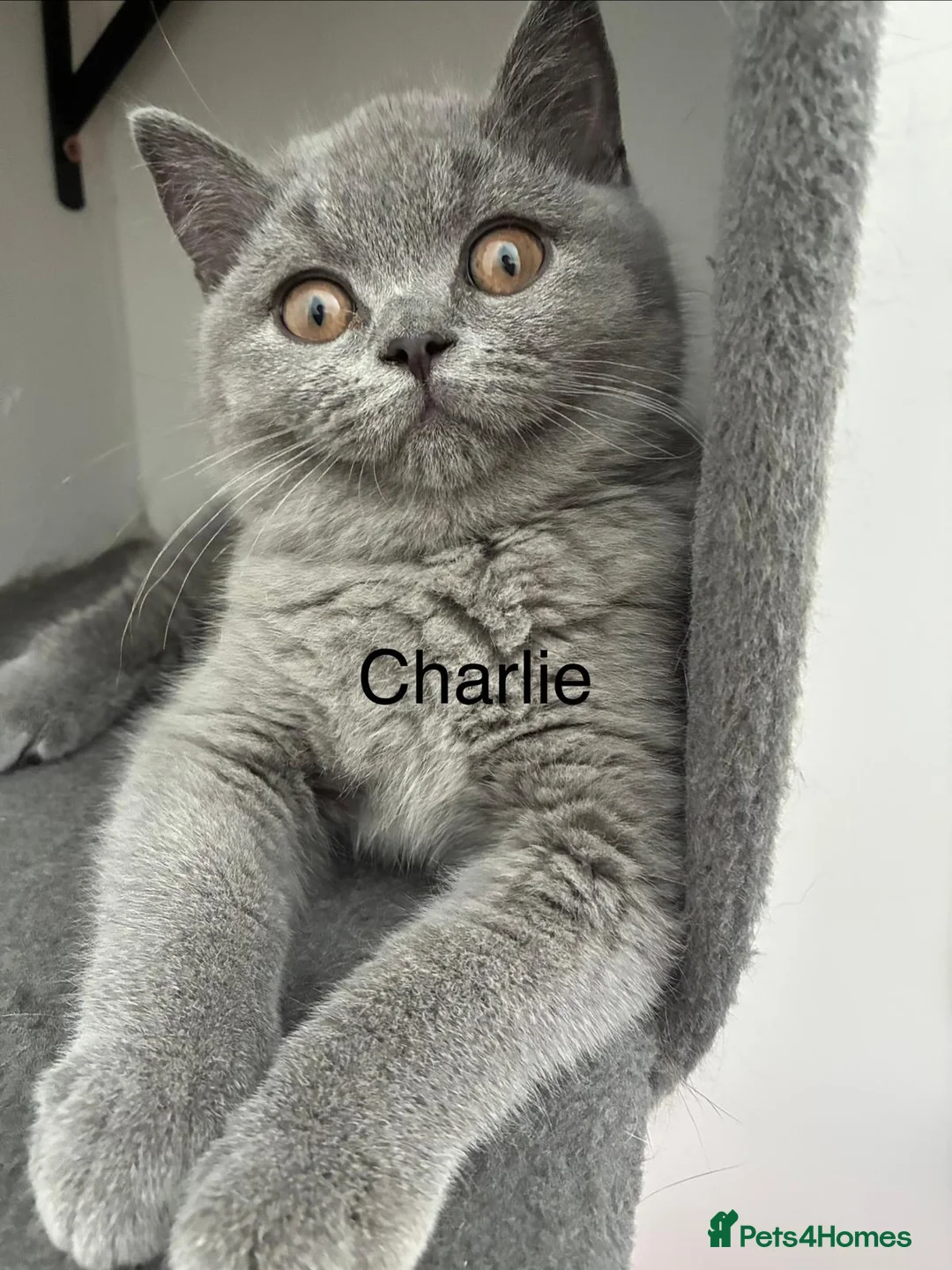 British Shorthair cats for sale: 👑🏆GCCF Registered British Shorthair Kittens🏆👑 in Wakefield - Advert 1