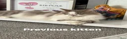Mixed Breed cats for sale: 2 beautiful mix kittens 🤩Ready now  - Advert 11