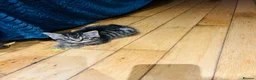 Mixed Breed cats for sale: Kittens  - Advert 4
