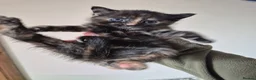 Mixed Breed cats for sale: Three female kittens - Advert 4