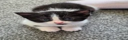 Mixed Breed cats for sale: Lovely kittens in Northampton - Advert 5
