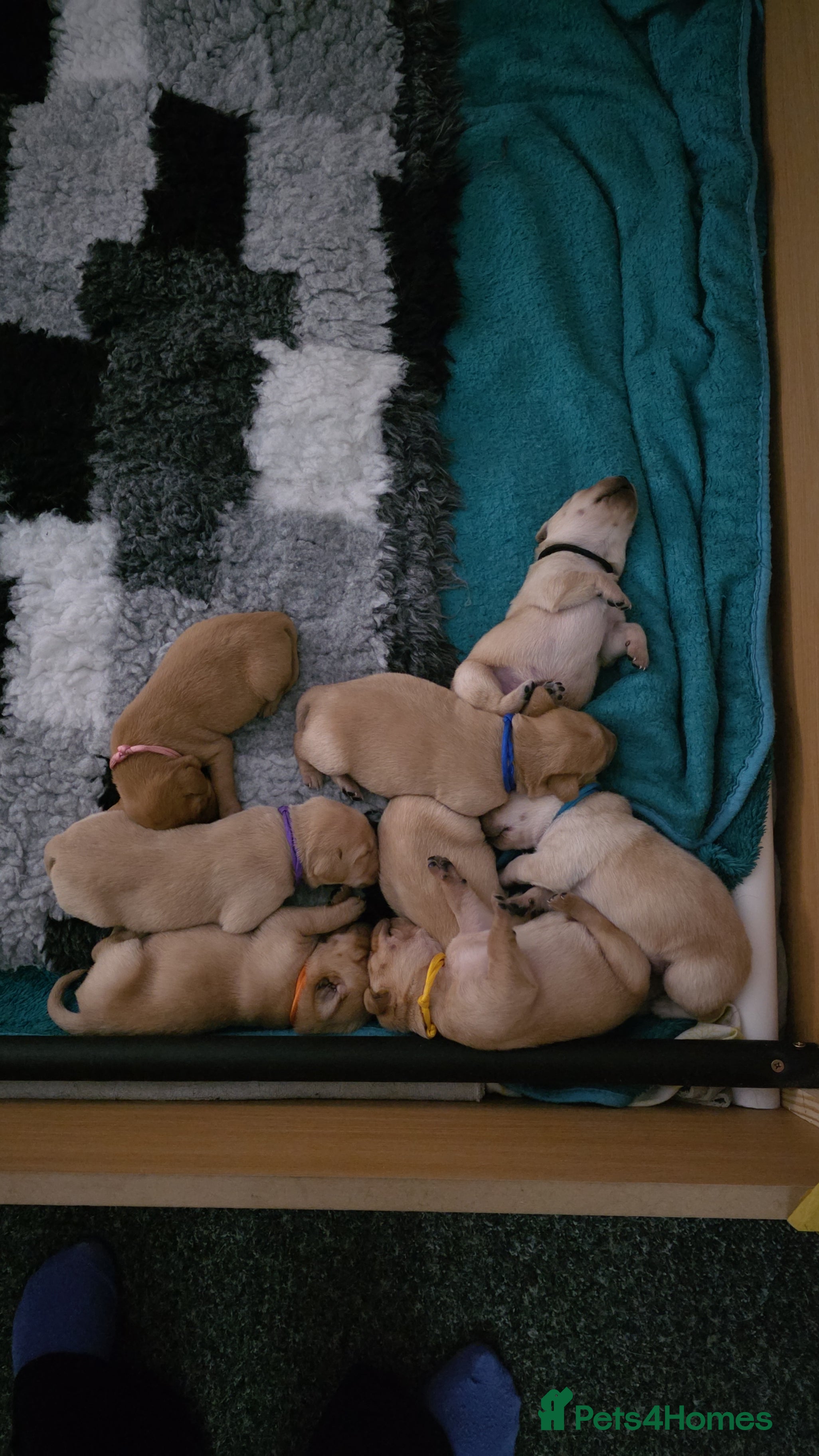 Labrador Retriever dogs Gorgeous Labrador puppies - Advert 8