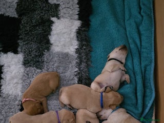 Labrador Retriever dogs Gorgeous Labrador puppies - Advert 6