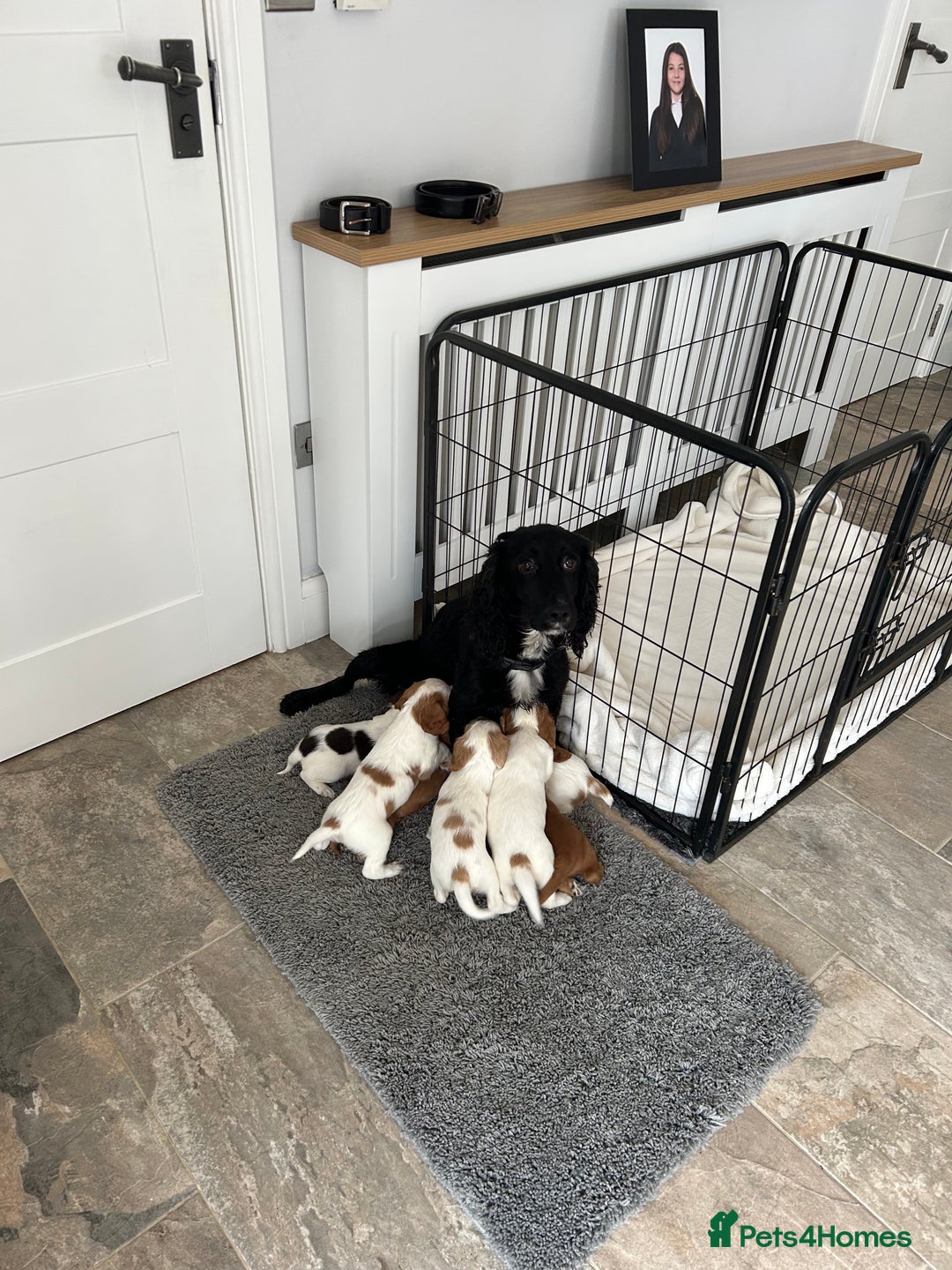 Cocker Spaniel dogs for sale: Beautiful kc registered cockerspaniel puppies  - Image 31