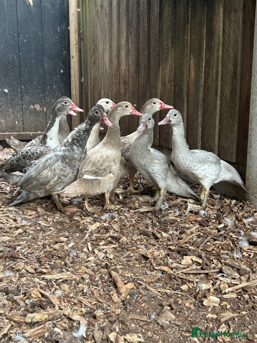 Ducks poultry for sale: Muscovy ducks for sale - Image 1