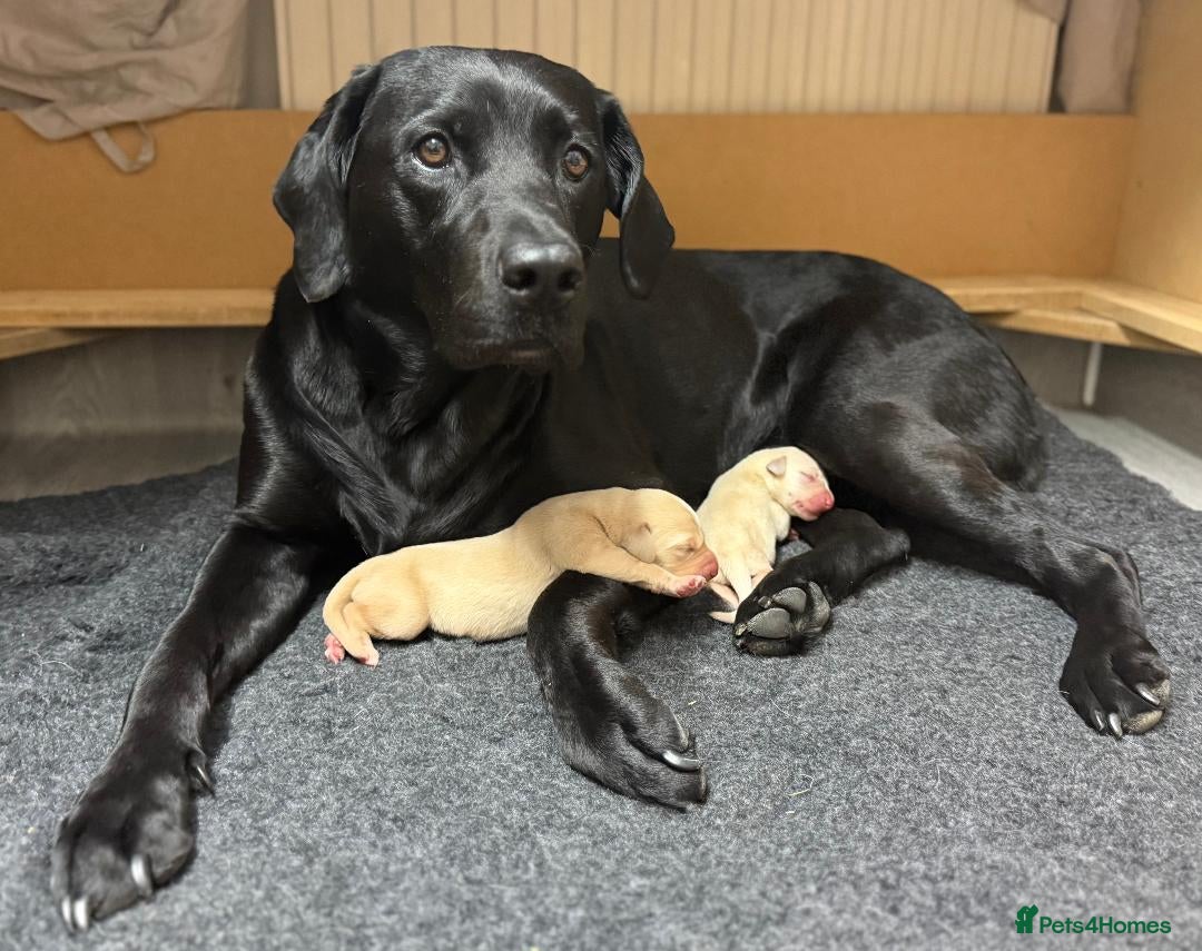 Labrador Retriever dogs for sale: Beautiful KC Labrador Pups - 2 x Yellow Girls  - Image 8