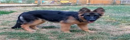 German Shepherd dogs for sale: QUALITY GERMAN SHEPHERD PUPPIES FOR SALE - Advert 6