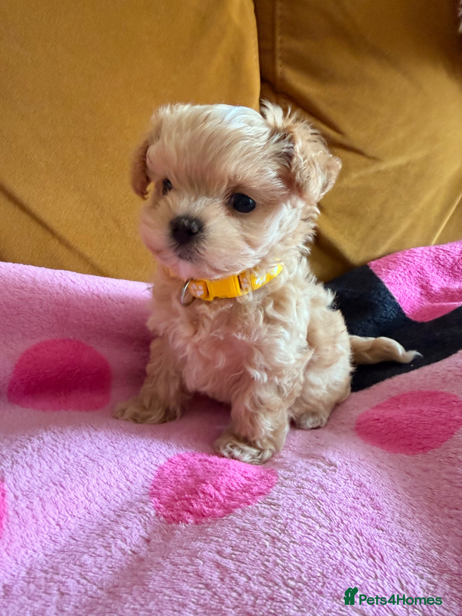 Maltipoo dogs 🧡🤎Beautiful F1 litter of Mini Mini Matipoo 🧡🤎 - Advert 11