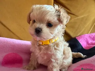 Maltipoo dogs 🧡🤎Beautiful F1 litter of Mini Mini Matipoo 🧡🤎 - Advert 6