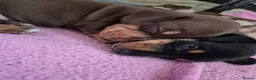 Miniature Dachshund dogs for sale: 4 x Beautiful miniature dachshunds  in Faringdon - Advert 19