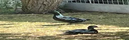 Ducks poultry for sale: Bantam pair of Black East Indian ducks - Advert 4