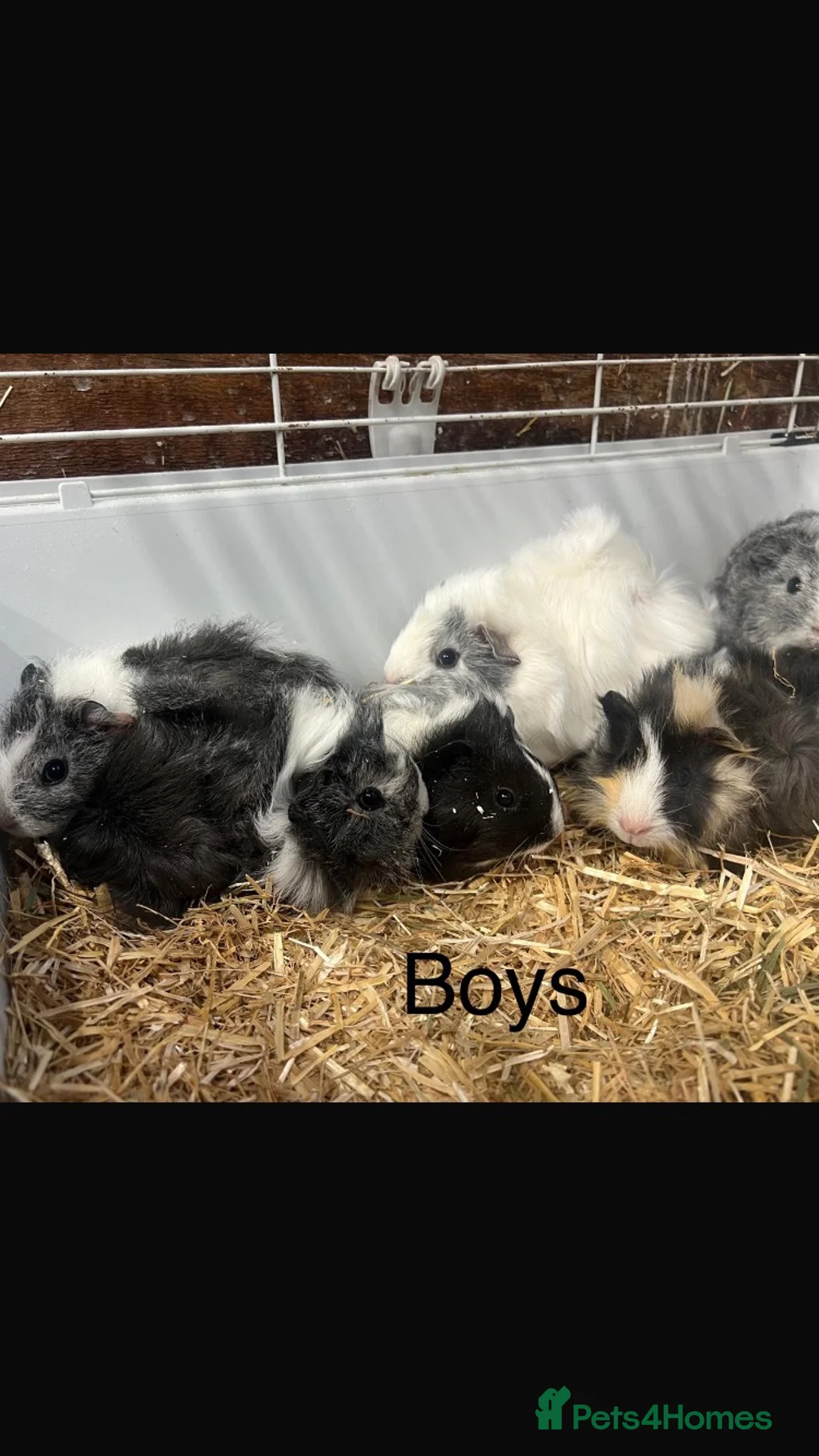 Guinea Pig rodents for sale: Gorgeous Guinea Pigs - Advert 2