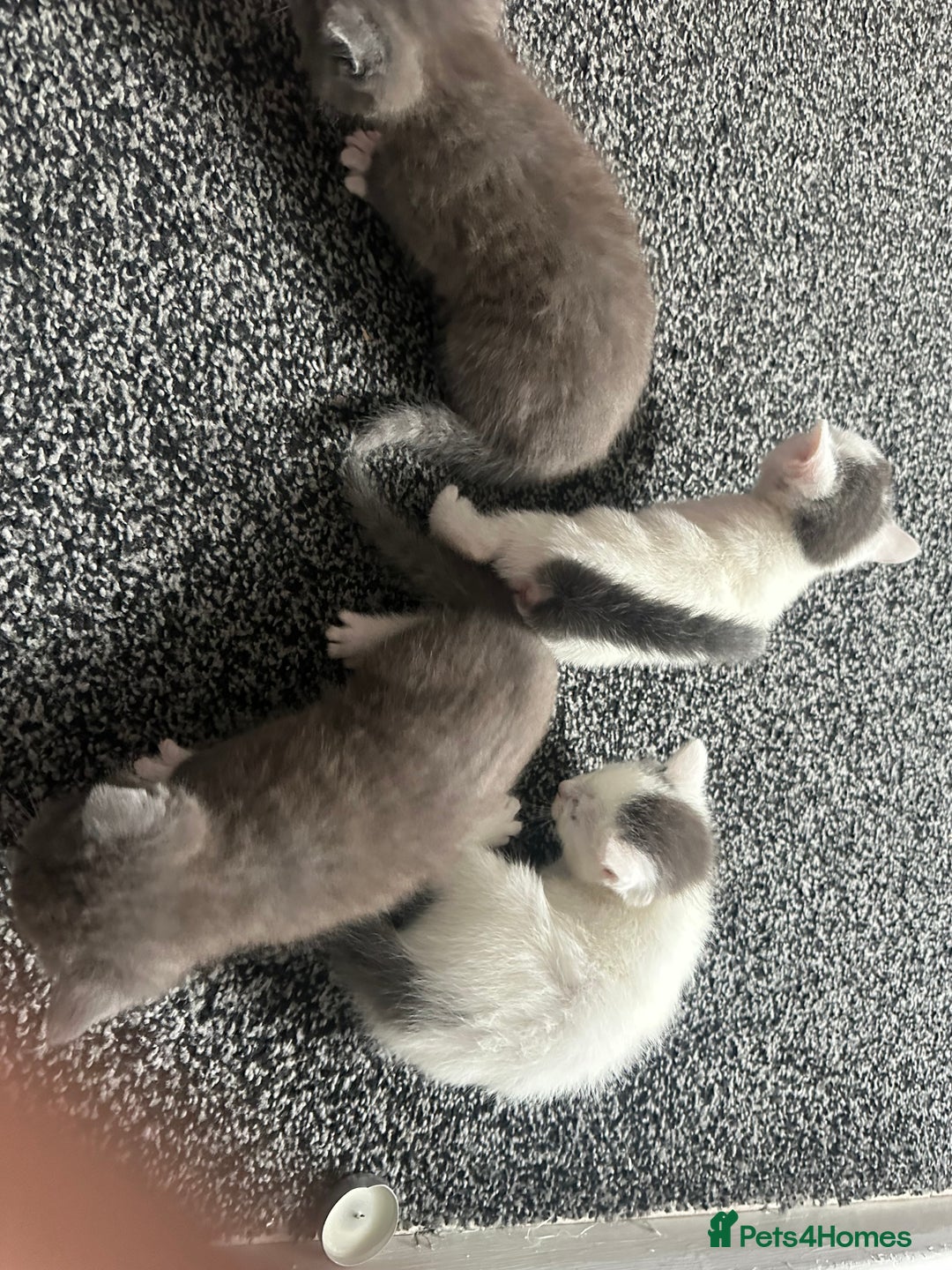 Mixed Breed cats for sale: Beautiful grey & white kittens  - Image 4