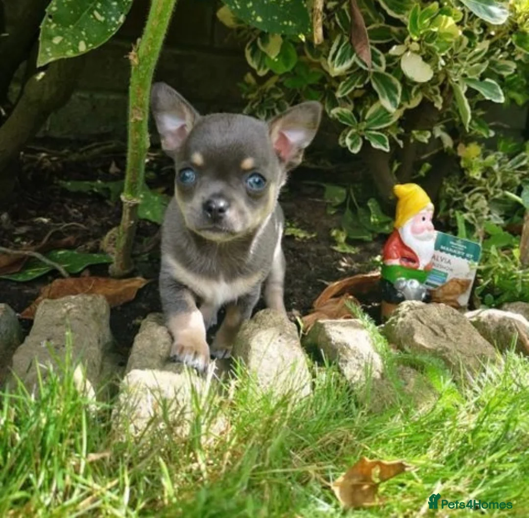 Chihuahua dogs for stud: Small chihuahua stud only not for sale proven  in Bury Saint Edmunds - Advert 10