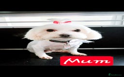 Maltese dogs for sale: 💫Tiny Maltese! 1 boy and 1 girl left! 💫 - Image 7