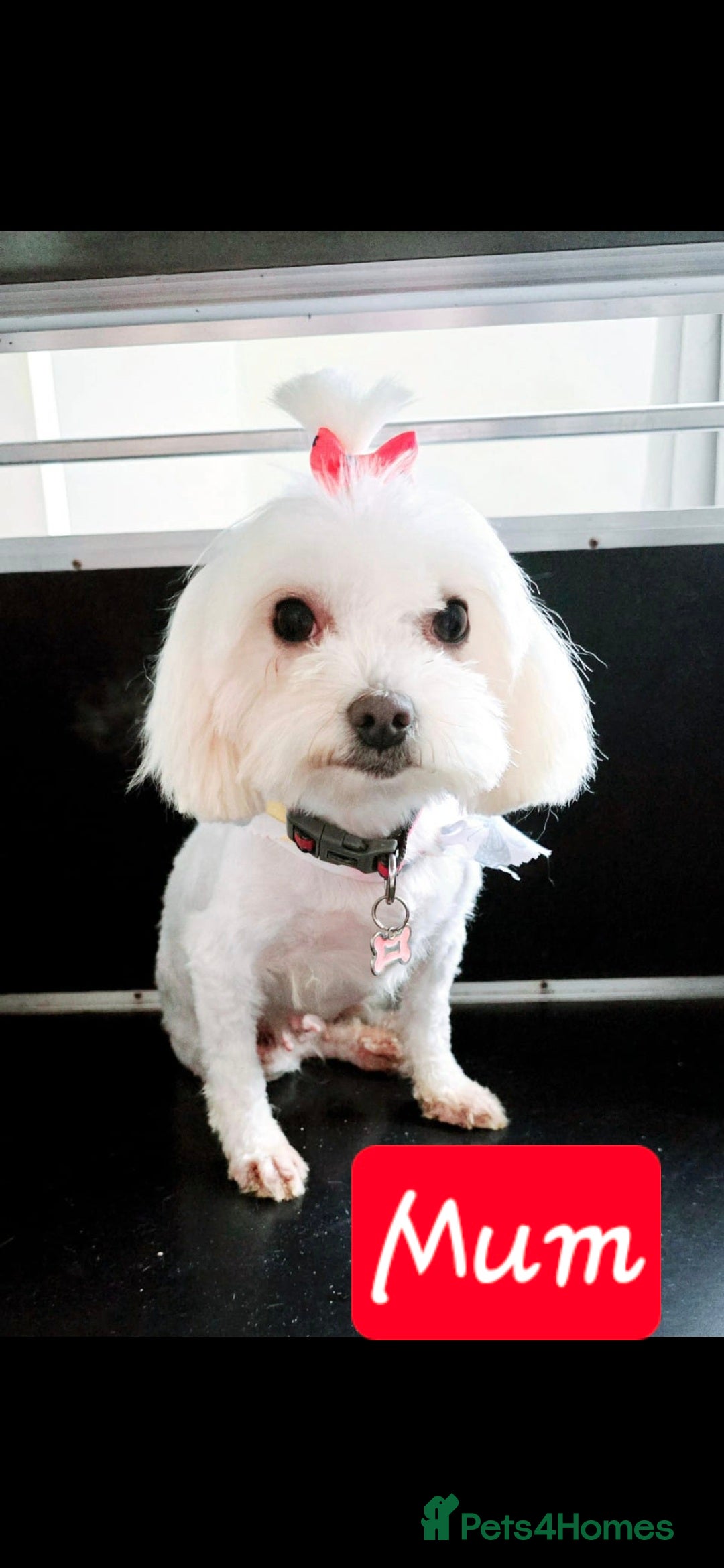 Maltese dogs for sale: 💫Tiny Maltese! 1 boy and 1 girl left! 💫 - Image 7