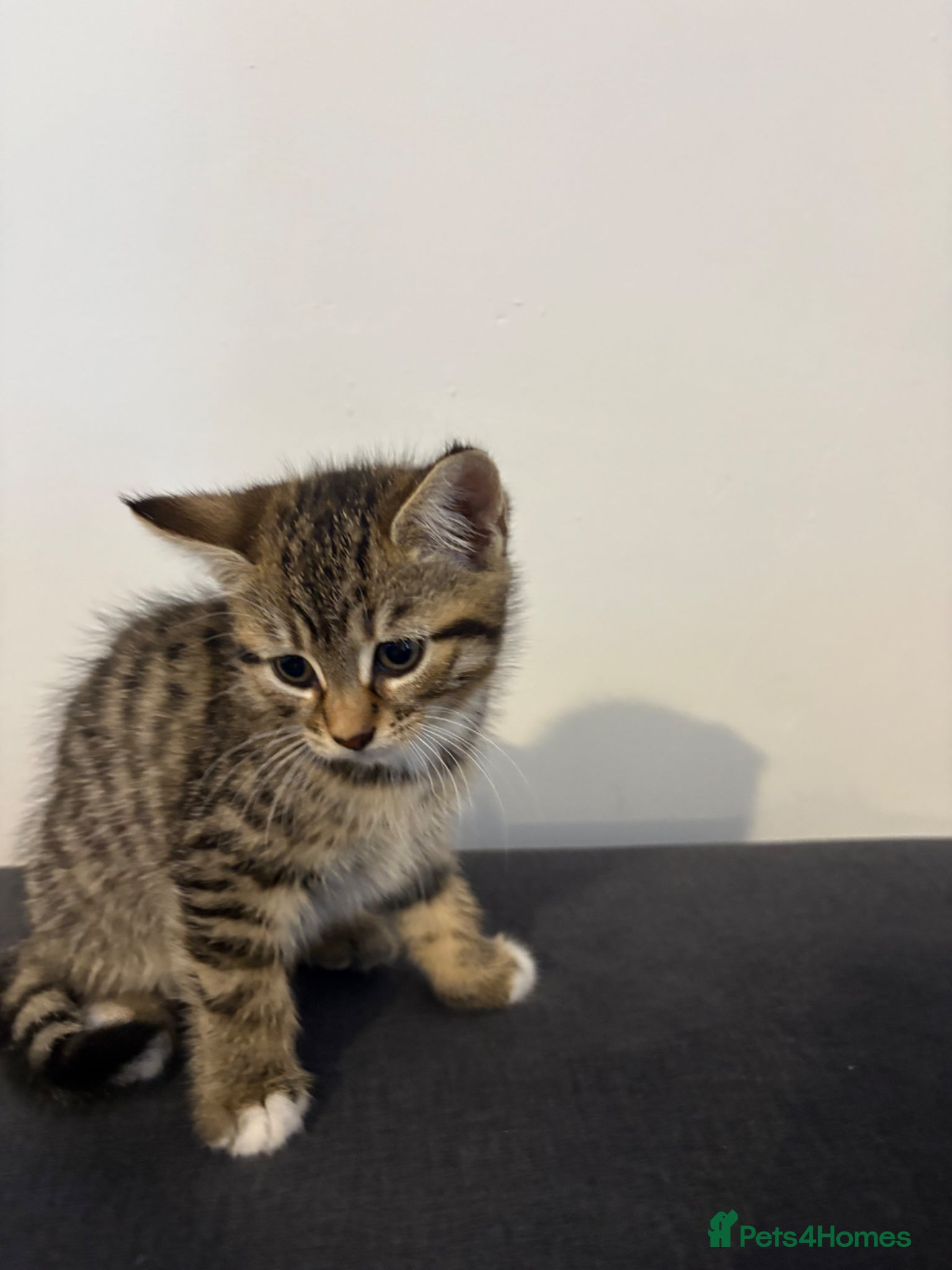 Mixed Breed cats Kittens  - Advert 4