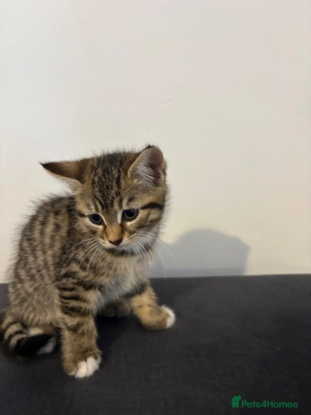 Mixed Breed cats for sale: Kittens  - Advert 1