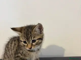 Mixed Breed cats Kittens - Advert 2