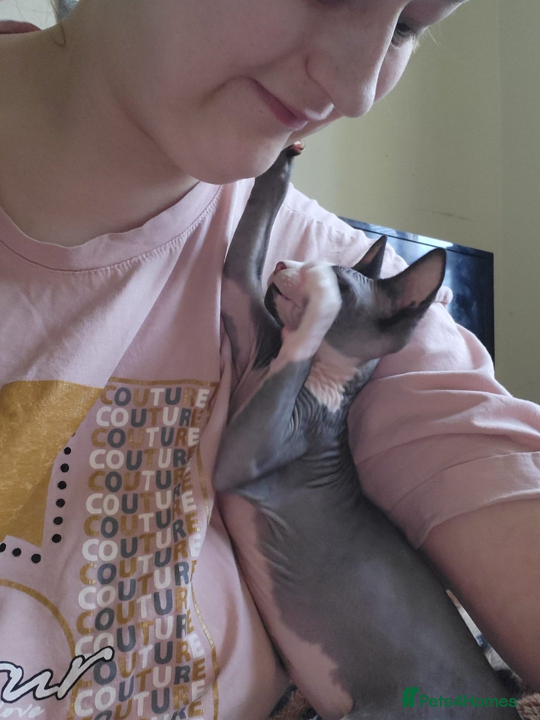 Sphynx cats for sale: Male sphynx kitten. Ready to rehome  - Image 4