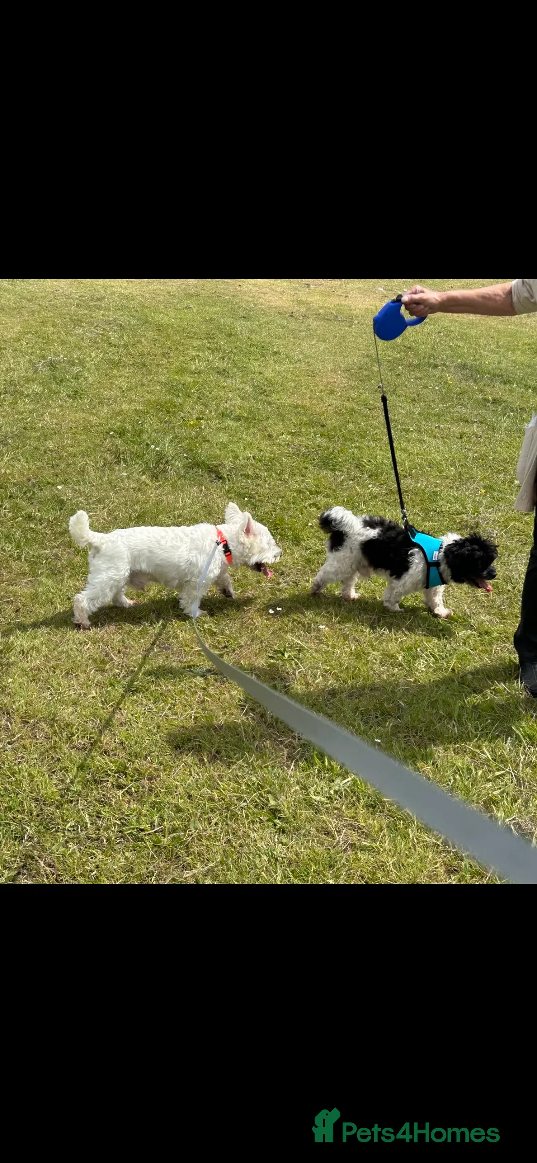 Mixed Breed dogs for stud: West highland terrier/Bichon frise stud. in Swansea - Advert 6