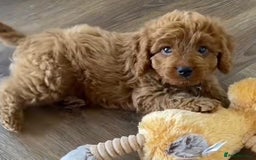 Cavapoo dogs for sale: Cavapoo puppies  - Advert 3