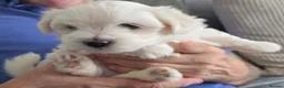 Maltese dogs for sale: Fabulously gorgeous maltese in Stevenage - Advert 6