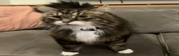 Mixed Breed cats for sale: Large loving male long haired tabby in Malvern - Advert 3