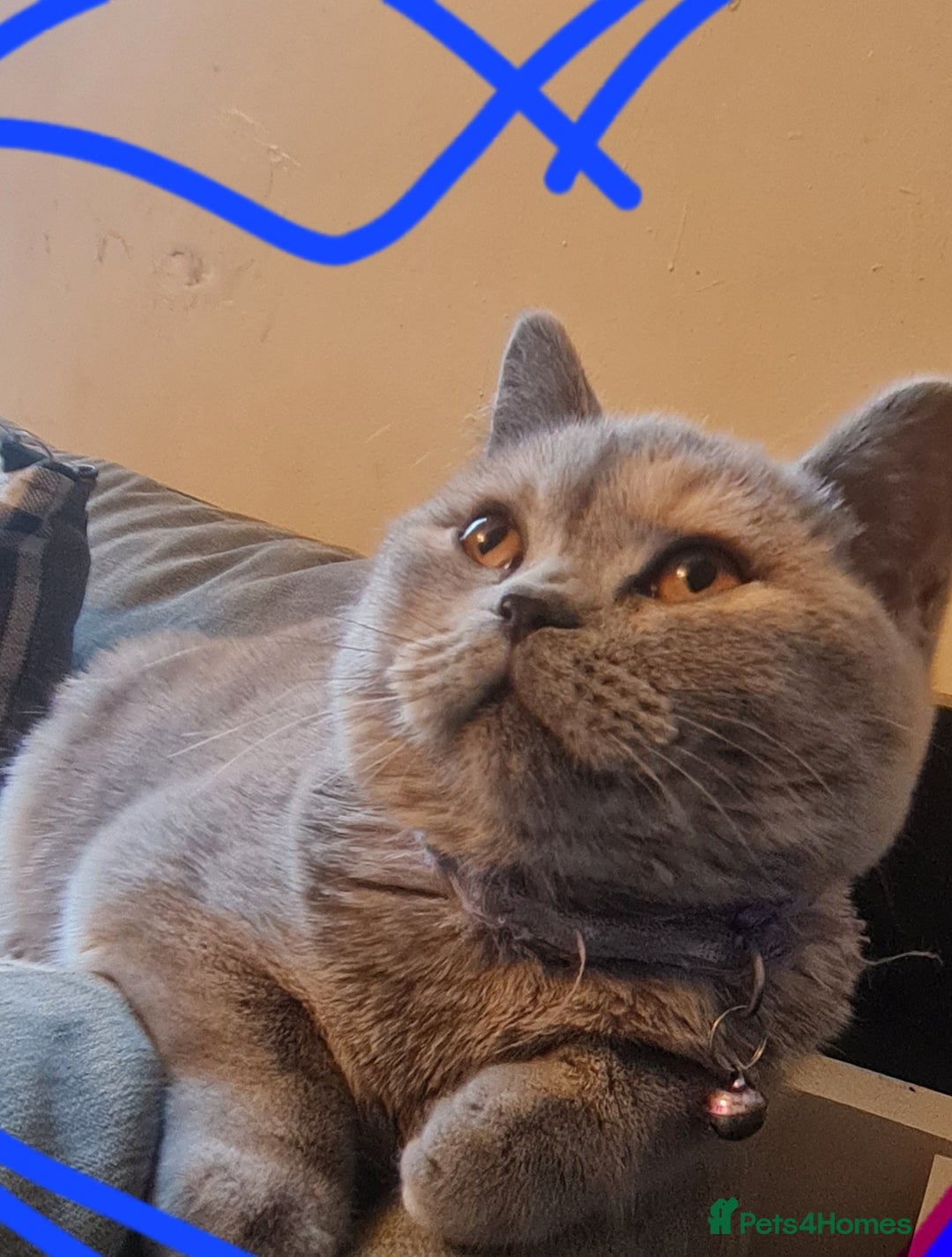 British Shorthair cats for sale: GCCF kittens ready 2 leave now - Advert 2