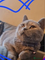 British Shorthair cats - Advert 8