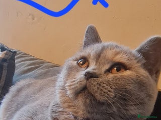 British Shorthair cats GCCF kittens ready 2 leave now - Advert 9