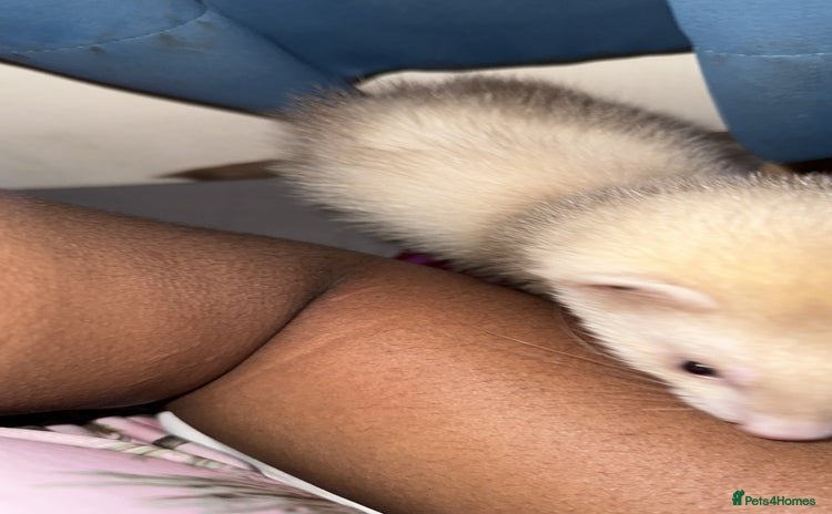 Ferret rodents - Advert 14