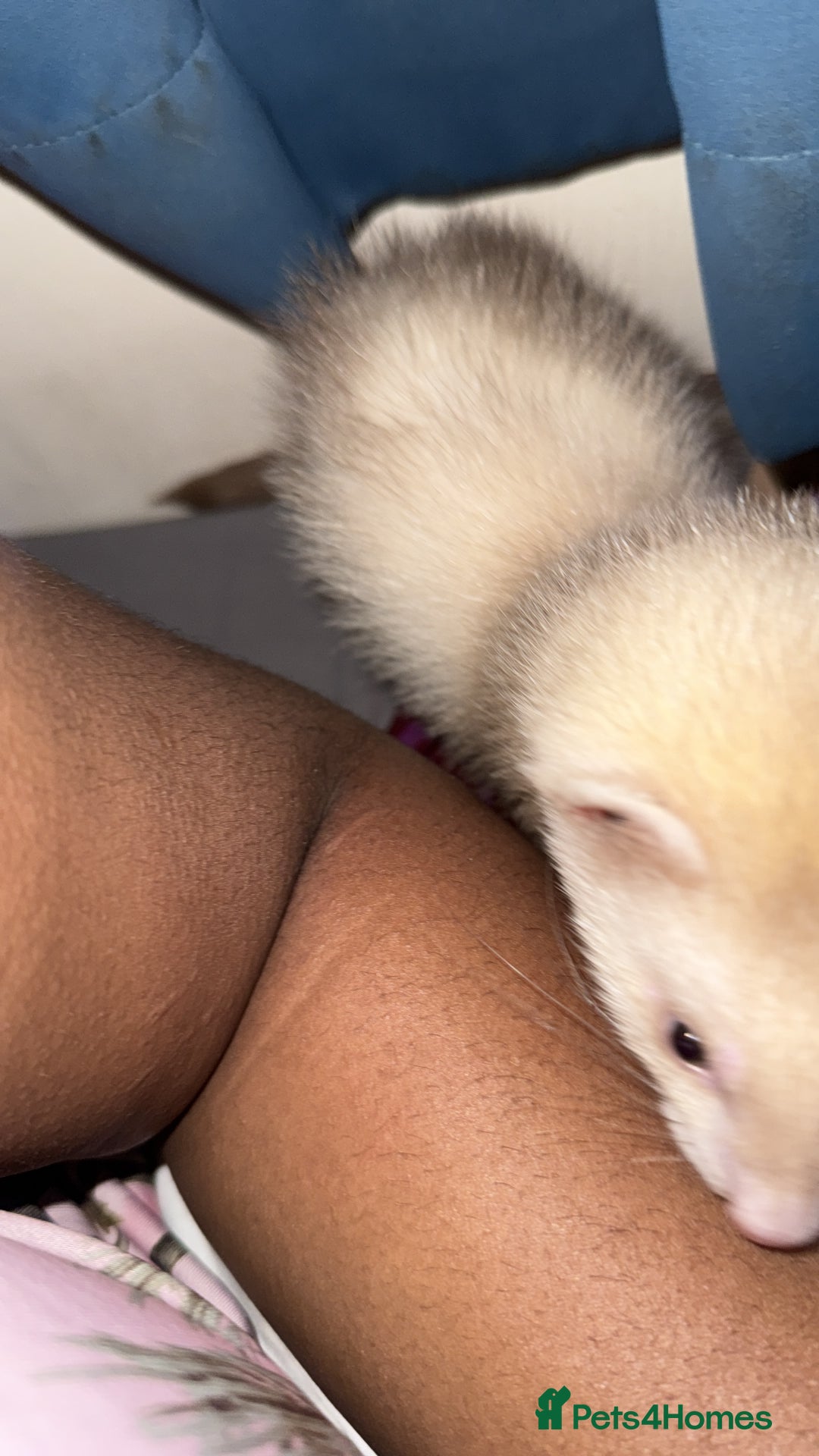 Ferret rodents for sale: Mimii - Image 1