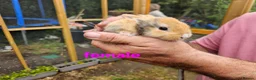 Mixed Breed rabbits for sale: Minilop x rex rabbits  - Advert 4