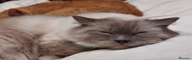 Ragdoll Blue Large Heavy Male Boy Cat