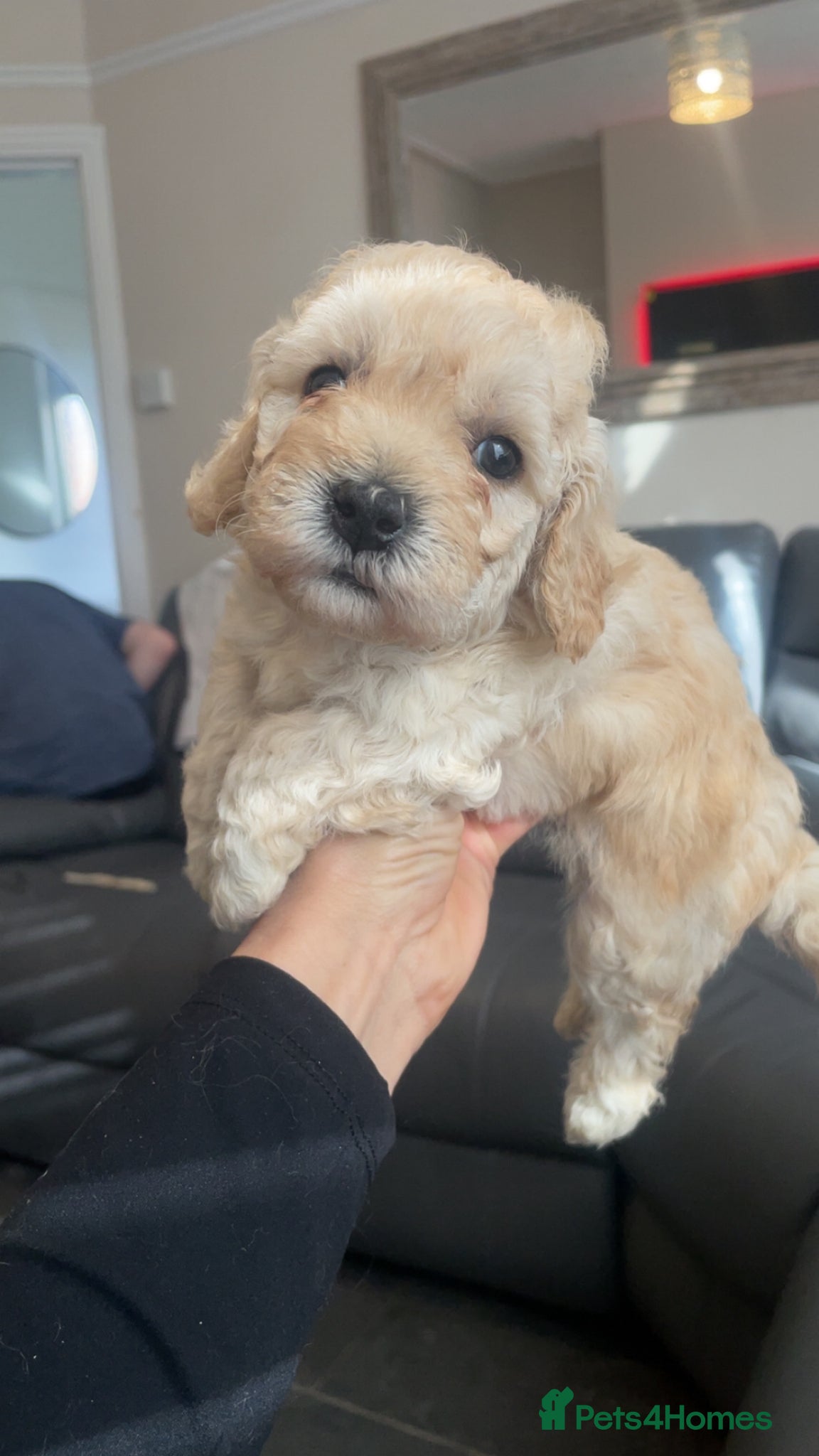 Poochon dogs for sale: Ready to leave NOW poochons🐶❤️ - Advert 13