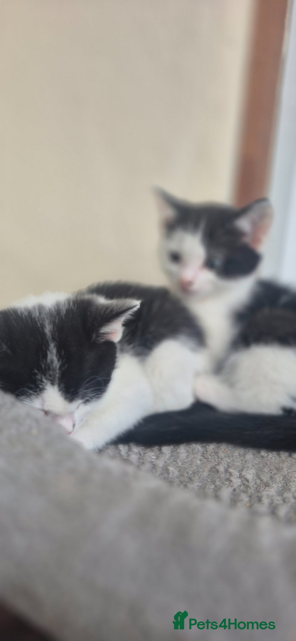 Mixed Breed cats Little cuties - Advert 2